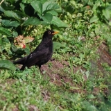 Ptice kljucaju jagode iz vrta: šta učiniti, kako spasiti bobicu